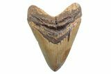 Fossil Megalodon Tooth - North Carolina #378074-1
